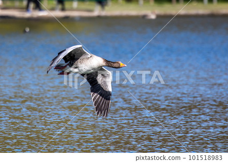 The flying greylag goose, Anser anser is a species of large goose The flying greylag goose, Anser anser is a species of large goose 101518983