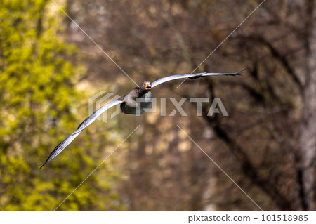 The flying greylag goose, Anser anser is a species of large goose 101518985