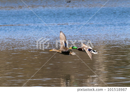 Wild duck or mallard, Anas platyrhynchos flying over a lake in Munich, Germany 101518987