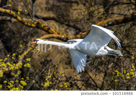 Mute swan, Cygnus olor flying over a lake in the English Garden in Munich, Germany 101518988