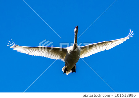 Mute swan, Cygnus olor flying over a lake in the English Garden in Munich, Germany Mute swan, Cygnus olor flying over a lake in the English Garden in Munich, Germany 101518990