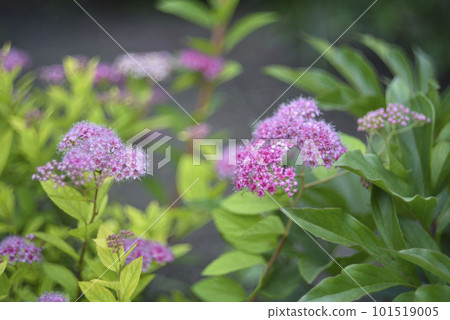 Pink flowers of Japanese spirea on a green bush in summer. Beautiful little pink spirea flowers. 101519005