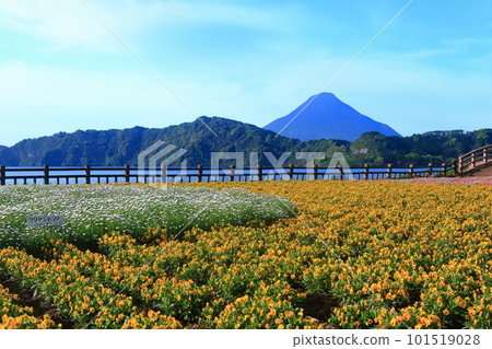 [Kagoshima Prefecture] Flower garden blooming at Lake Ikeda in Satsuma and Mt. Kaimondake (Satsuma Fuji) 101519028