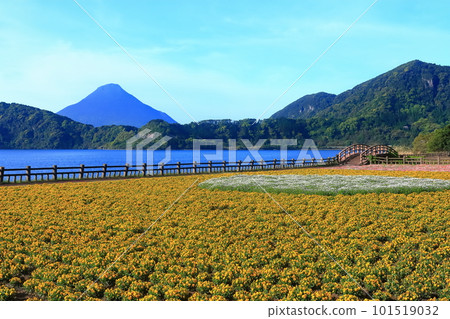 [Kagoshima Prefecture] Flower garden blooming at Lake Ikeda in Satsuma and Mt. Kaimondake (Satsuma Fuji) 101519032
