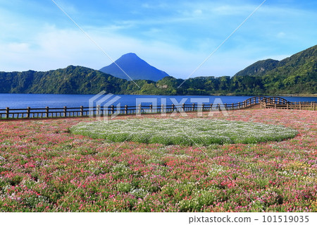 [鹿兒島縣] 薩摩的池田湖和開聞岳（薩摩富士）盛開的花園 101519035