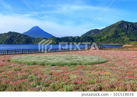 [Kagoshima Prefecture] Flower garden blooming at Lake Ikeda in Satsuma and Mt. Kaimondake (Satsuma Fuji) 101519038