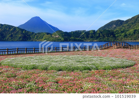 [Kagoshima Prefecture] Flower garden blooming at Lake Ikeda in Satsuma and Mt. Kaimondake (Satsuma Fuji) 101519039