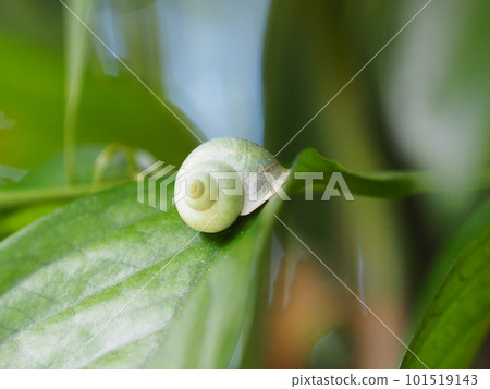 A green snail that lives in subtropical trees "Aomio katanishi" A green snail that lives in subtropical trees "Aomio katanishi" 101519143