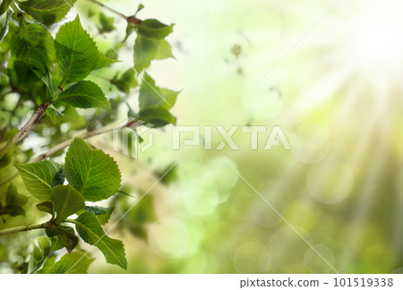 Green summer leaves against sun, bokeh light and blurred background Green summer leaves against sun, bokeh light and blurred background 101519338