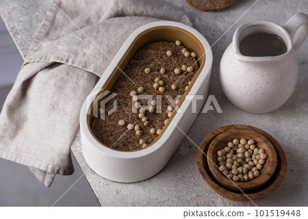 Container and seeds for growing microgreens 101519448