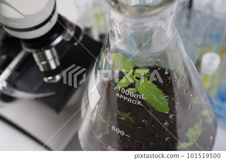 Green marijuana with big leaves grows in glass flask Green marijuana with big leaves grows in glass flask 101519500