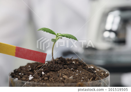 Scientist does test of soil fertility using indicator paper Scientist does test of soil fertility using indicator paper 101519505