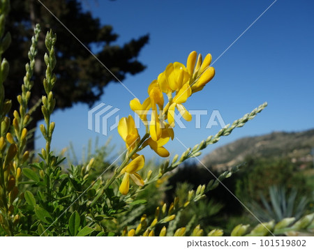 西西里掃帚開始開花 西西里掃帚開始開花 101519802