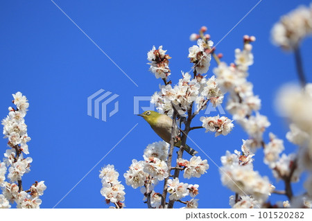 White-eye sucking plum nectar 101520282