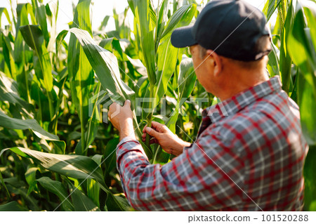 Farmer standing in corn field examining crop. Harvest care concept. 101520288