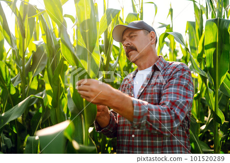 Farmer standing in corn field examining crop. Harvest care concept. 101520289