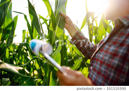 Farmer agronomist standing in green field, holding corn leaf in hands and analyzing maize crop. 101520300
