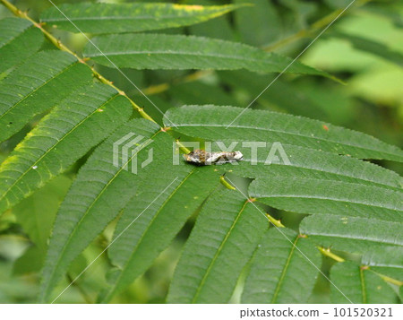 A larva of a swallowtail butterfly that mimics bird droppings 101520321