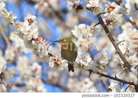 White-eye sucking plum nectar 101520327