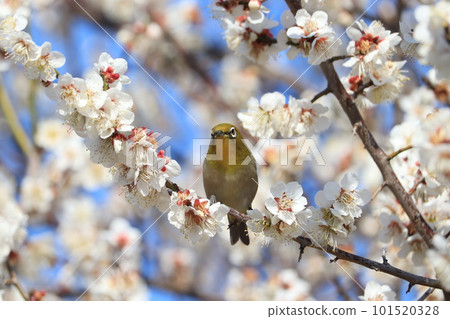 White-eye sucking plum nectar 101520328
