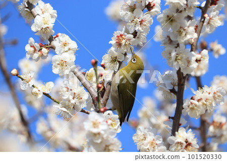 White-eye sucking plum nectar 101520330