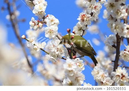 White-eye sucking plum nectar 101520331
