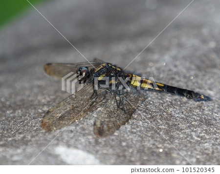 A large straw dragonfly, the female of the Oshiokaratonbo A large straw dragonfly, the female of the Oshiokaratonbo 101520345