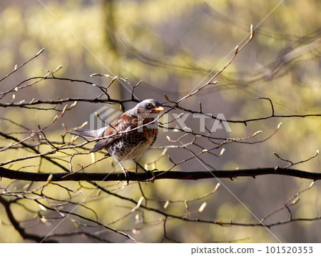 Turdus pilaris, fieldfare sitting on the tree in the woods. Turdus pilaris, fieldfare sitting on the tree in the woods. 101520353