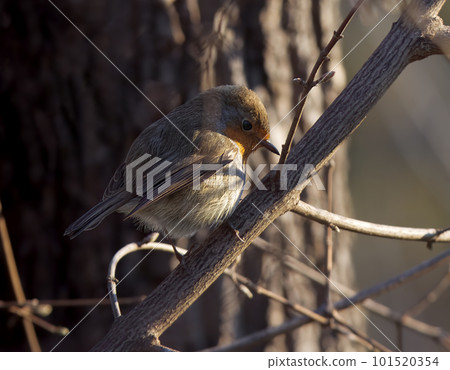European robin sitting on the tree in the woods. European robin sitting on the tree in the woods. 101520354