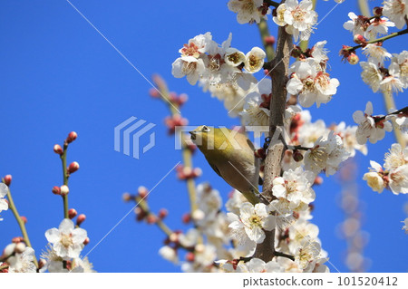 Plum blossom and white-eye 101520412