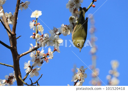 Plum blossom and white-eye 101520418