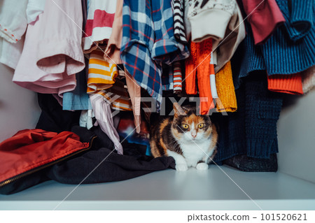 Cute multicolor cat sitting among the clothes in the open closet. Fluffy pet is hiding, has unusual shelter in wardrobe. Domestic pet animal, cat habits. Selective focus. 101520621