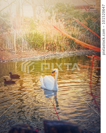White swan and wild ducks floating on the lake in the park in the warm sunset rays White swan and wild ducks floating on the lake in the park in the warm sunset rays 101520647