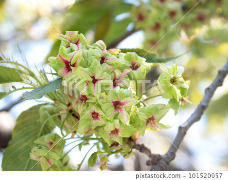 Yae-zakura Mika Yellow Yae-zakura Mika Yellow 101520957