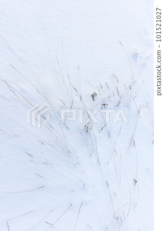 Frozen herbs are in the snow, top view. Vertical photo, abstract photo 101521027