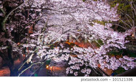 春天夜晚的櫻花燈火通明 101521386