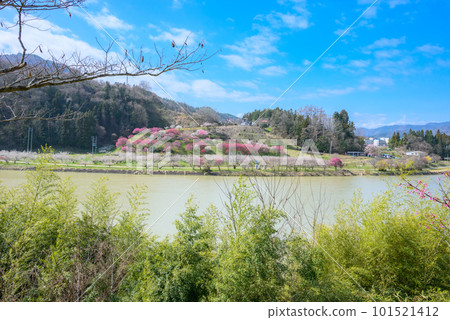 西川沿岸的六角梅園【長野市信州新町】 西川沿岸的六角梅園【長野市信州新町】 101521412