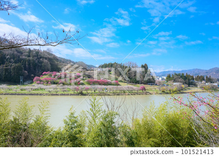 西川沿岸的六角梅園【長野市信州新町】 西川沿岸的六角梅園【長野市信州新町】 101521413
