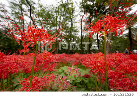 Cluster amaryllis blooming in the forest 101521526