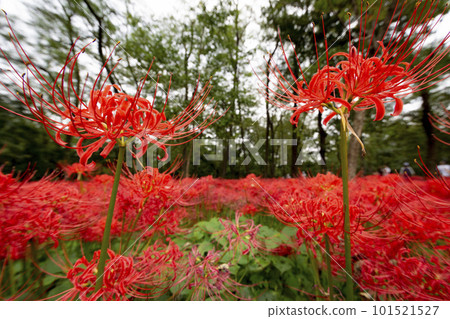 Cluster amaryllis blooming in the forest 101521527