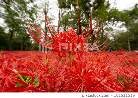 Cluster amaryllis blooming in the forest Cluster amaryllis blooming in the forest 101521539