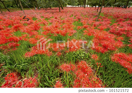 cluster spider lilies growing in clusters 101521572