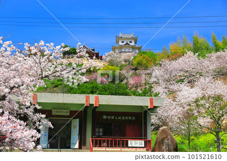 [Hiroshima Prefecture] Cherry Blossoms in Full Bloom Innoshima Suigun Castle and Maritime Museum of History and Folklore 101521610