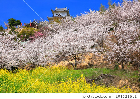 [Hiroshima Prefecture] Innoshima Suigun Castle with cherry blossoms in full bloom and rape blossoms 101521611