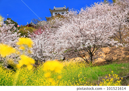 [Hiroshima Prefecture] Innoshima Suigun Castle with cherry blossoms in full bloom and rape blossoms 101521614