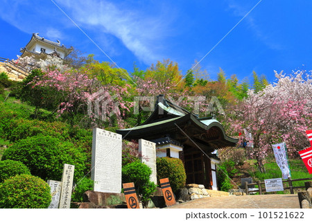 [Hiroshima Prefecture] Innoshima Suigun Castle with cherry blossoms in full bloom 101521622