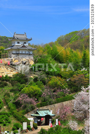 [廣島縣]櫻花盛開的因島水軍城 101521639