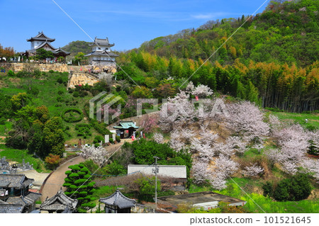 [Hiroshima Prefecture] Innoshima Suigun Castle with cherry blossoms in full bloom 101521645