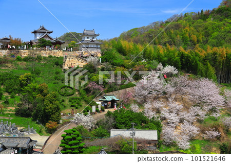 [Hiroshima Prefecture] Innoshima Suigun Castle with cherry blossoms in full bloom 101521646