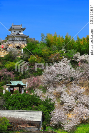[Hiroshima Prefecture] Innoshima Suigun Castle with cherry blossoms in full bloom 101521654